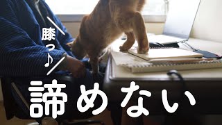 何度も膝の上に戻ってくる猫がかわいい！[猫の反応]