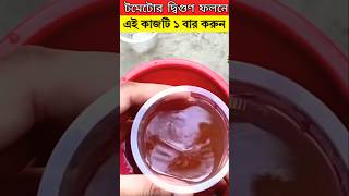 টমেটোর দ্বিগুণ ফলনে - এই কাজটি ১ বার করুন - টমেটো চাষ পদ্ধতি #trending #viralvideo #viralshorts