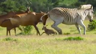 Animal fighting! Zebra attacked a baby antelope