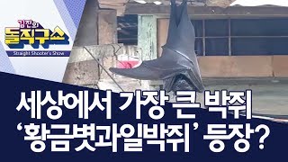 [핫플]세상에서 가장 큰 박쥐 ‘황금볏과일박쥐’ 등장? | 김진의 돌직구쇼