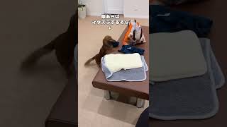 ホテル4泊した愛犬を迎えに行った時の反応 #多頭飼い #ダックス #かわいい