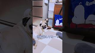 子犬がまたイタズラしてる😠！！！と思ったら⋯｜パグのぺろぽん兄弟pug犬｜