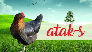 Ataks Tavukları Verim Değerleri - Gezen Tavuk Yetiştiriciliği