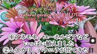 【Natural garden life】①アネモネ、ユーホルビアなどいっぱい植えました②ムスカリ、ハナニラが出てきた　第74回　ナチュラル・ガーデン・ライフ3月17日　50種の花咲くお庭をお楽しみ