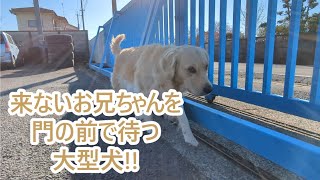 来ないお兄ちゃんを門の前で待ち探す大型犬。ゴールデンレトリバーティト。