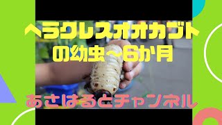 ヘラクレスオオカブトの幼虫～６ヶ月～長編