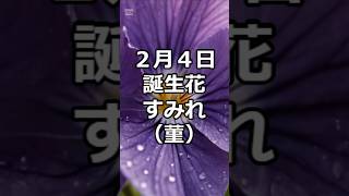 2月4日　誕生花　すみれ(すみれ)　花言葉