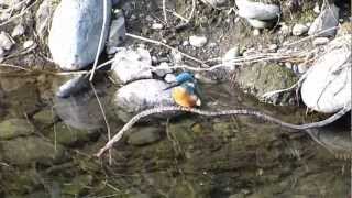 フルHDでムビる00069 さあ身支度して出陣だ カワセミ kawasemi Kingfisher