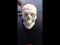 Frontal Bone