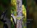 Woodpecker | The Incredible Doctor Of Nature