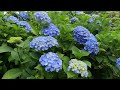 Big Daddy-Hydrangeas Stunning flowers in July easy to grow shurbs 5K HD Cinematic @MalluSeattle