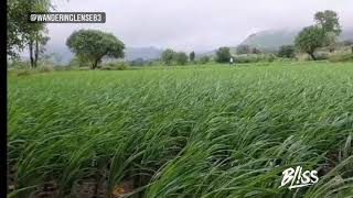 Hidden Paradise | Upper Vaitarna Igatpuri |