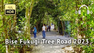 Bise Fukugi Tree Road 2023 Walking Tour - Okinawa Japan [4K/HDR/Binaural]