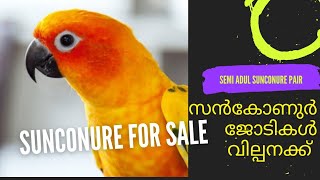 SUNCONURE PAIR SALE |  SUNCONURE AVAILABLE |സൻകോനൂർ വില്പനക്ക് | mallu family|fishing freaks#birds