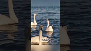 Inspirational Goose Wants To Be a Swan #shorts