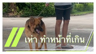 Petoasis : สุนัขเห่าและทำหน้าที่เกิน(เห่าทุกอย่าง)