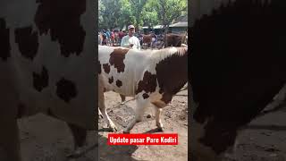 update pasar sapi pare (Wage) buka 25,5jt