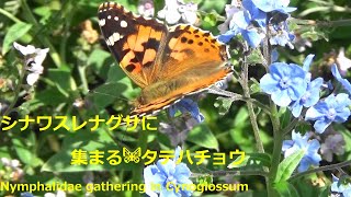 シナワスレナグサ（シノグロッサム）に集まる　タテハチョウNymphalidae gathering in Cynoglossum