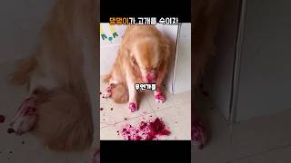 골든 리트리버가 고개를 숙이자 더 충격😱#shorts #animal