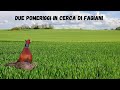 Caccia: DUE pomeriggi in CERCA di FAGIANI