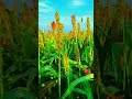 实景拍摄 高粱 蓝天 白云 特效剪辑 唯美风景 治愈风景 real scene shooting sorghum blue sky and white clouds shorts