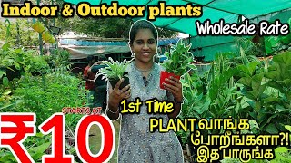 ரு10 முதல்  ஒரு செடியாக இருந்தாலும் டெலிவரி  Best and Cheapest Nursery in door \u0026out door planets