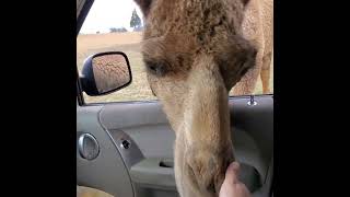 Camel is trying to help woman pick up trash out of the field!