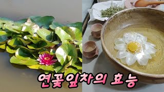 연잎차 효능 당뇨와 고혈압에 좋은 연잎차 지방배출로 다이어트 효과에 좋은 연잎차  치매를 예방하는 연잎차 연자육의 효능 연꽃차우리기