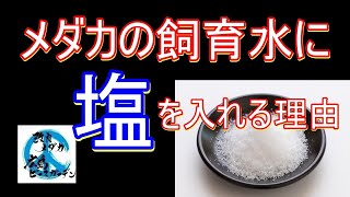 メダカの飼育容器に塩を入れる理由　塩浴で病気の予防