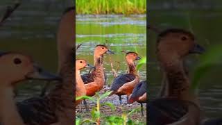 Siberian Migratory Birds #shorts #shortsvideo #soulandbreath