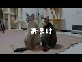 こんなに懐いてくれた子猫とも、もうお別れです