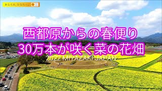 ドローン 空撮 🚀 2022花まつり💐🌸 菜の花が満開!! 🌝春がやってきた 宮崎県 西都市 西都原公園 DJI Mavic2