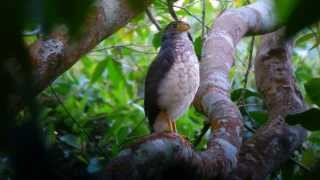 Slaty-backed Forest-Falcon at the Canopy Tower, Panama