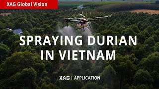 Application | How to Spray Durian Orchard with XAG P100 Drone?