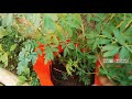 അരുത എന്ന അത്ഭുത സസ്യം arutha ruta graveolens plant garden rue plant care and propagation