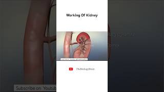 Working Of Kidney. #education #science #shorts #health