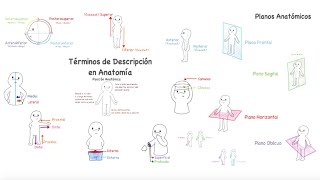 Términos de Descripción en Anatomía