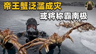 上百万只帝王蟹入侵挪威，繁殖速度惊人，或将改变南极生态？【万物灵】