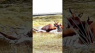 Shocking Moment: Tiger Ambushes Buffalo in Pool