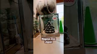 HOW HEAVY IS ELEPHANT POOP? 名古屋市の東山動物園に象のうんち💩の重さを分析します。 #shorts #日本 #ショーツ #japan #zoo