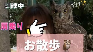 お散歩🦉｛肩乗りバージョン  Spotted eagle owl