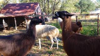 Llama Herding 2017