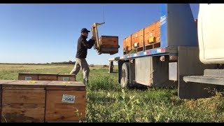 Moving Hives with an Ezyloader