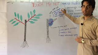 Touch Me Not (Mimosa Pudica) Movement Mechanism In Hindi/Urdu