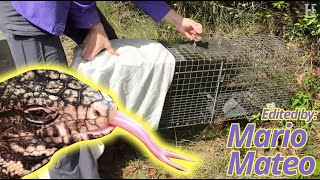 Trapping the Invasive "Tegu" Lizard in South Florida