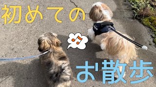 [シーズー多頭飼い]ぴょんぴょ~ん♪ふたりのお散歩が可愛すぎる