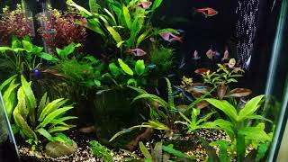 Kapr's fish tank January 2019