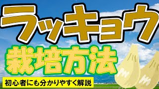 【らっきょう・エシャレットの育て方】植え付けから収穫。来年の種球の保管方法まで分かりやすく解説【0から農業塾】