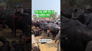 ਮੌੜ ਪਸੂ ਮੰਡੀ 20/2/2025 ਟੌਪ ਦੇ ਨਗੀਨੇ ਦੇਖੋ। #cow #farming #animalfarming #pdfajagraon