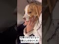 仕事に行けないように腕にしがみつく犬